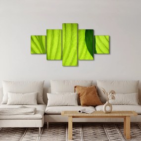 Obraz - Szczegół zielonego liścia (125x70 cm)