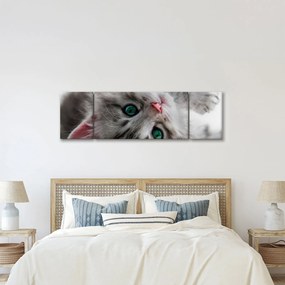 Obraz - Kot z zielonymi oczami (170x50 cm)