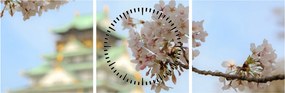 Obraz - Sakura (z zegarem) (90x30 cm)