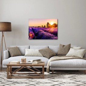 Obraz lawendowego pola (70x50 cm)