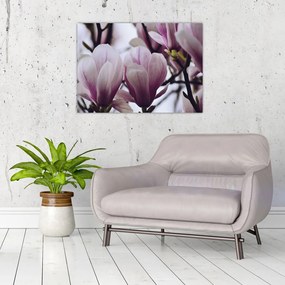 Obraz - Magnolia (70x50 cm)