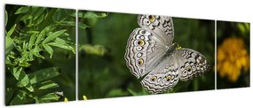 Obraz - biały motyl (170x50 cm)
