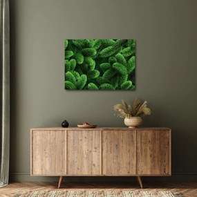 Obraz - Gałązki drzew iglastych (70x50 cm)