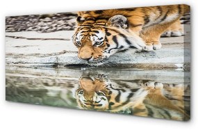 Duży obraz na płótnie Pijący Tygrys