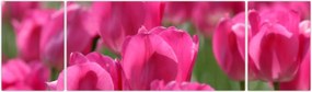 Obraz - Różowe tulipany (170x50 cm)