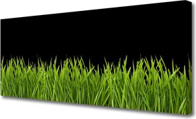 Obraz canvas Puszysta Kula Dmuchawca