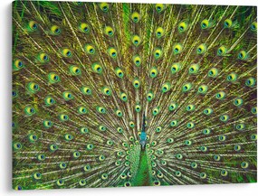 Obraz - Paw (70x50 cm)