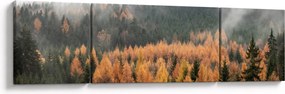 Obraz - Jesienny las (170x50 cm)