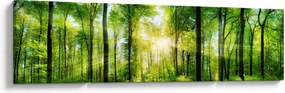 Obraz - Świt w lesie (170x50 cm)