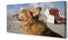 Obraz canvas na ścianę Brązowy Pies na Plaży