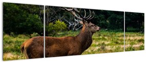 Obraz jelenia (170x50 cm)