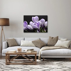 Obraz - Fioletowe krokusy (70x50 cm)