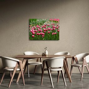 Obraz tulipanów (70x50 cm)