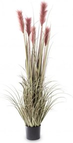 Wysoka trawa ozdobna z kolorowymi ogonami 149 cm