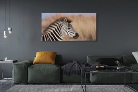 Fotoobraz na płótnie Zebra na Tle Natury