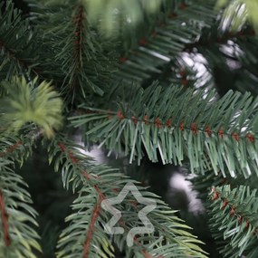 Świerk himalajski 150 cm