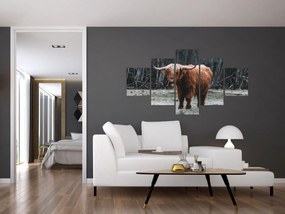 Obraz - Szkocka krowa 2 (125x70 cm)
