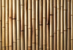 Fototapeta - Bambusy (196x136 cm)