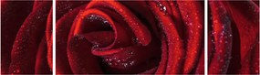 Obraz - Czerwona róża z kroplami rosy (170x50 cm)