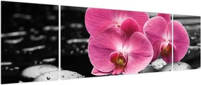 Obraz - Różowe orchidee (170x50 cm)