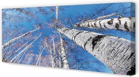 Zdjęcie na płótnie Brzozy na Tle Nieba