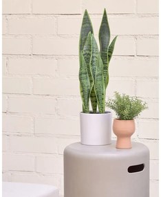 Sztuczna roślina (wysokość 55 cm) Sansevieria – Kave Home