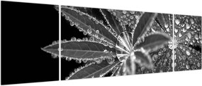 Obraz - Krople (170x50 cm)