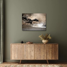 Obraz - Stado antylop gnu (70x50 cm)