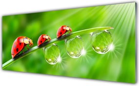 Panel Szklany Biedronki w Porannej Rosie