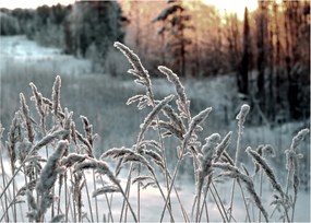 Obraz - Frozen Meadow (70x50 cm)