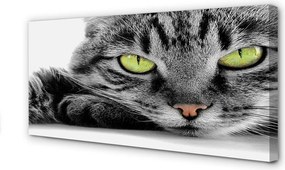 Zdjęcie na płótnie Kot o Szaro-Czarnym Umaszczeniu