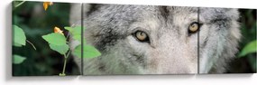 Obraz - Portret wilka (170x50 cm)