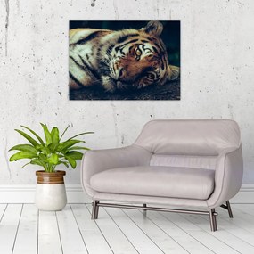 Obraz - tygrys syberyjski (70x50 cm)