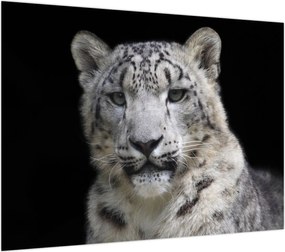 Obraz na szkle - Snow Leopard (70x50 cm)