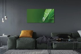 Duży obraz na płótnie Liść i Kropla Wody