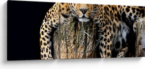 Obraz - Gepard (z zegarem) (90x30 cm)