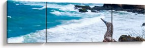 Obraz - głuptak niebieskonogi (170x50 cm)