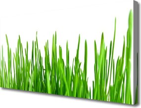 Fotoobraz na płótnie Polna Trawa o Złotej Godzinie