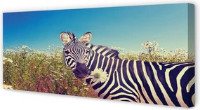 Zdjęcie na płótnie Zebra wśród Kwiatów