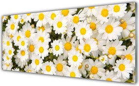 Panel Szklany Białe Stokrotki w Trawie