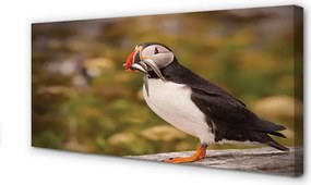 Zdjęcie na płótnie Portret Papugi