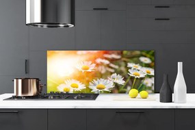 Panel Szklany Stokrotki w Promieniach Słońca