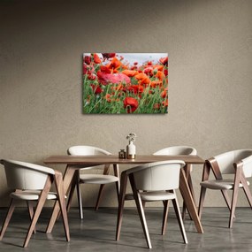 Obraz pola maków (70x50 cm)