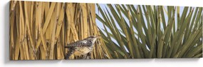 Obraz - Strzyżyk (170x50 cm)