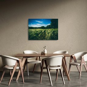Obraz na szkle łąki i lasu (70x50 cm)