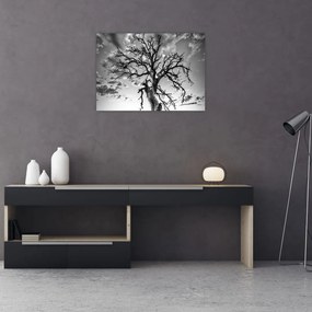 Obraz na szkle - Czarno - białe drzewo (70x50 cm)
