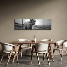Obraz - Szkocka krowa, czarno - biały (170x50 cm)