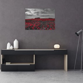 Obraz na szkle - maki (70x50 cm)