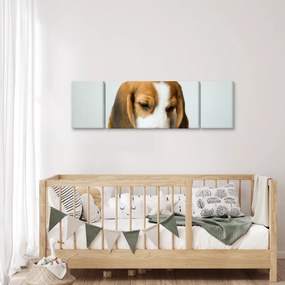 Obraz Beagle (170x50 cm)