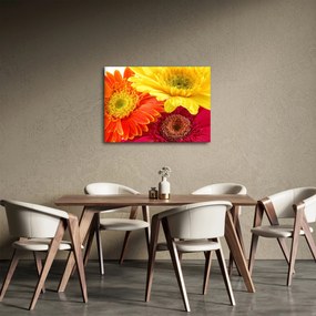 Obraz - Kwiaty Gerbery (70x50 cm)